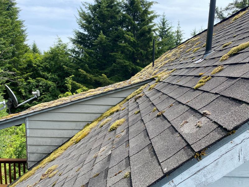 moss on roof