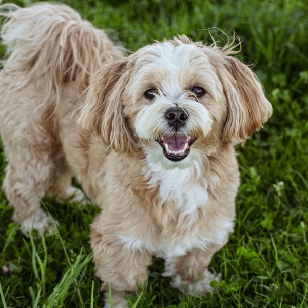 happy dog in grass
