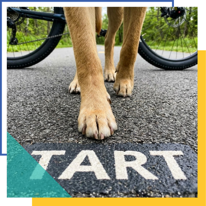 A close-up of a dog's paws walking on a paved TART trail with bicycle tires visible in the background.