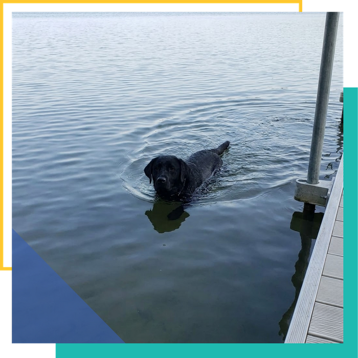 A black Labrador Retriever swimming in the calm water of Boardman Lake near a dock.