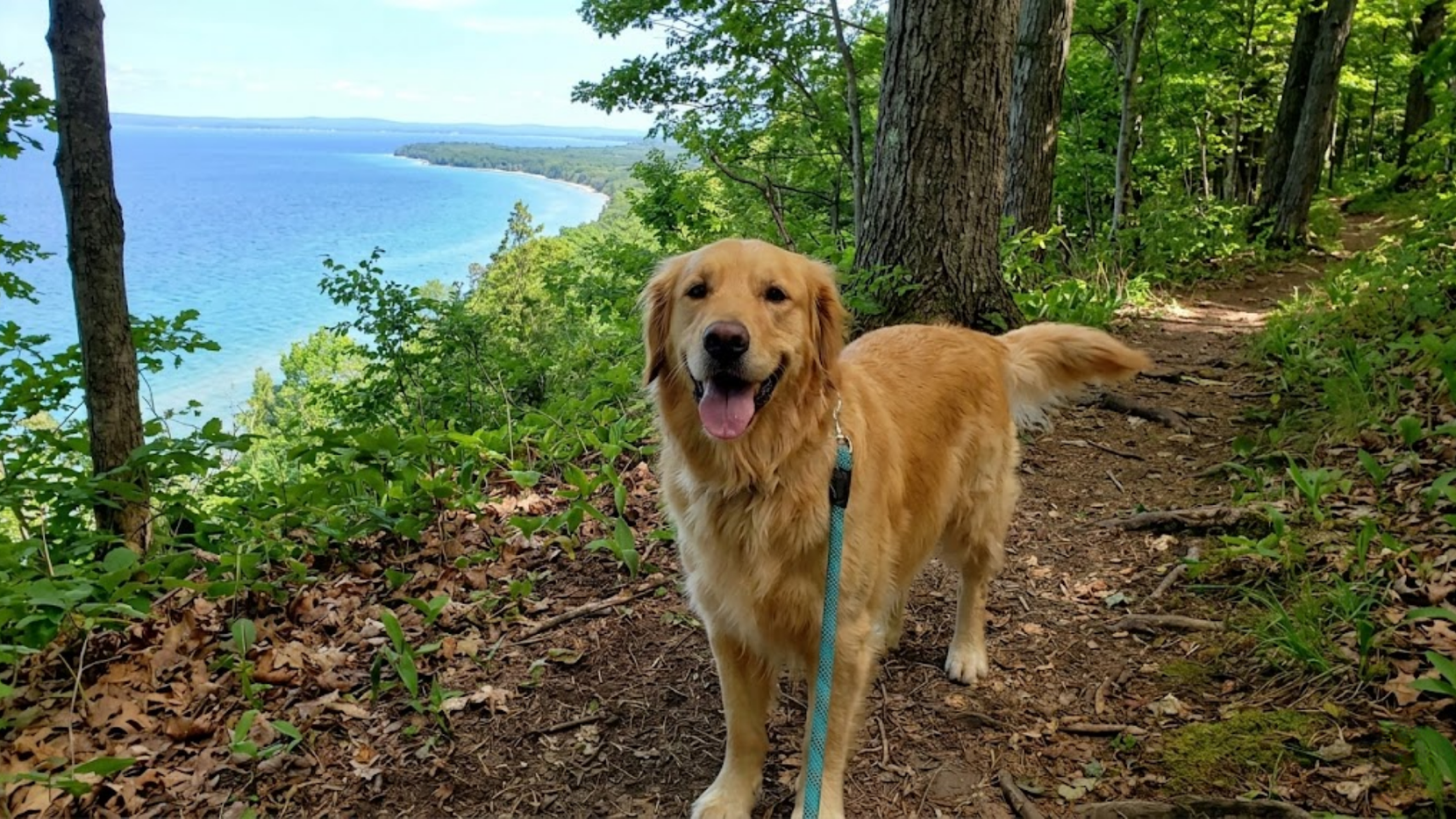 Top 10 Pet Friendly Hiking Trails Near Mitchell Creek - Hero.png