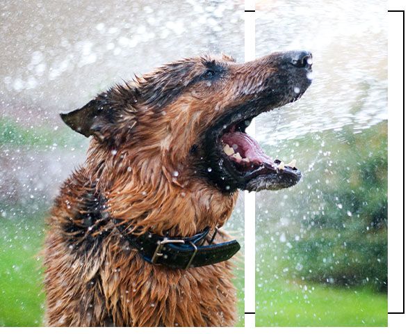 Dog Wash.jpg