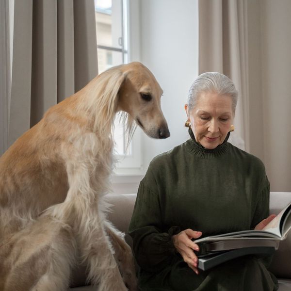 greyhound sitting with elderly woman