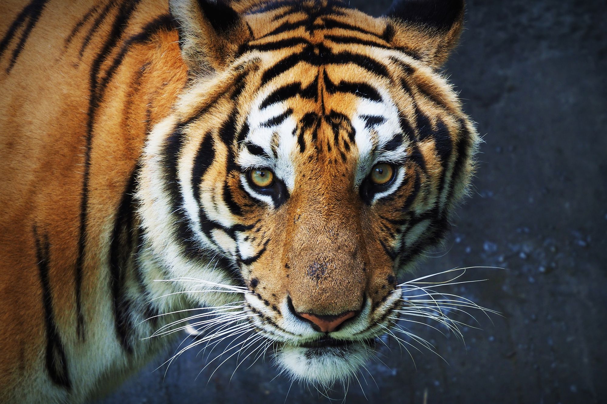 tiger-looking-straight-ahead.jpg