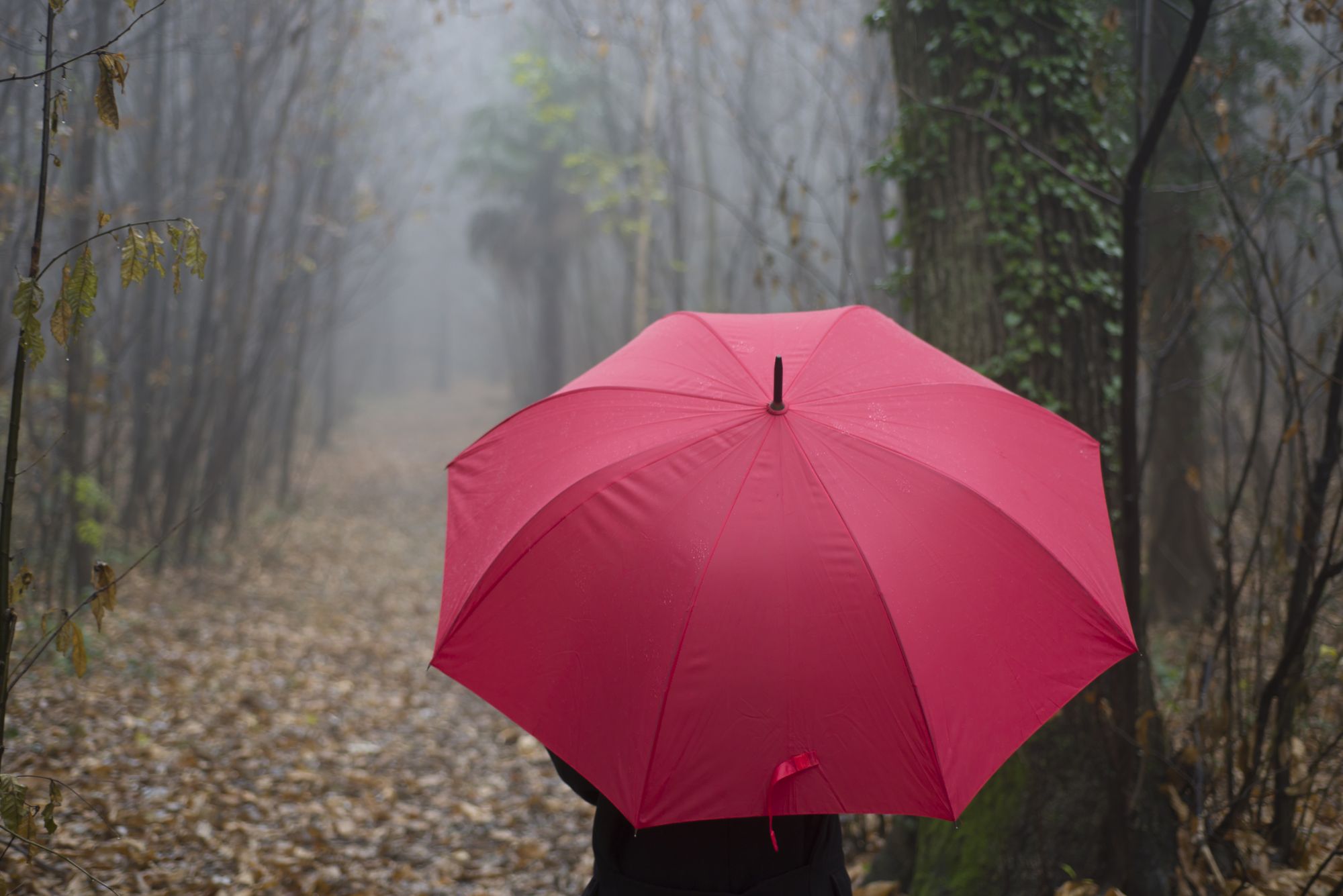 closeup-person-with-red-umbrella-walking-wooded-alley-foggy-day.jpg