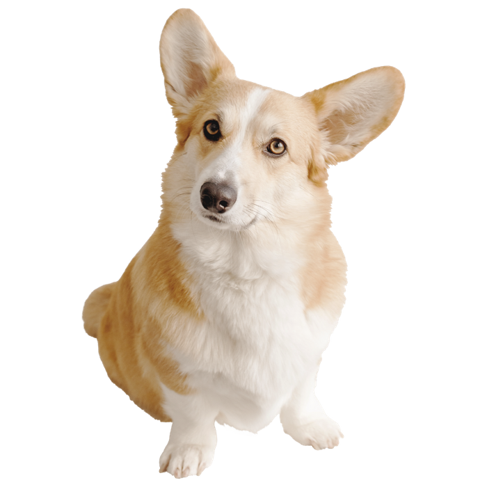 dog cutout.png