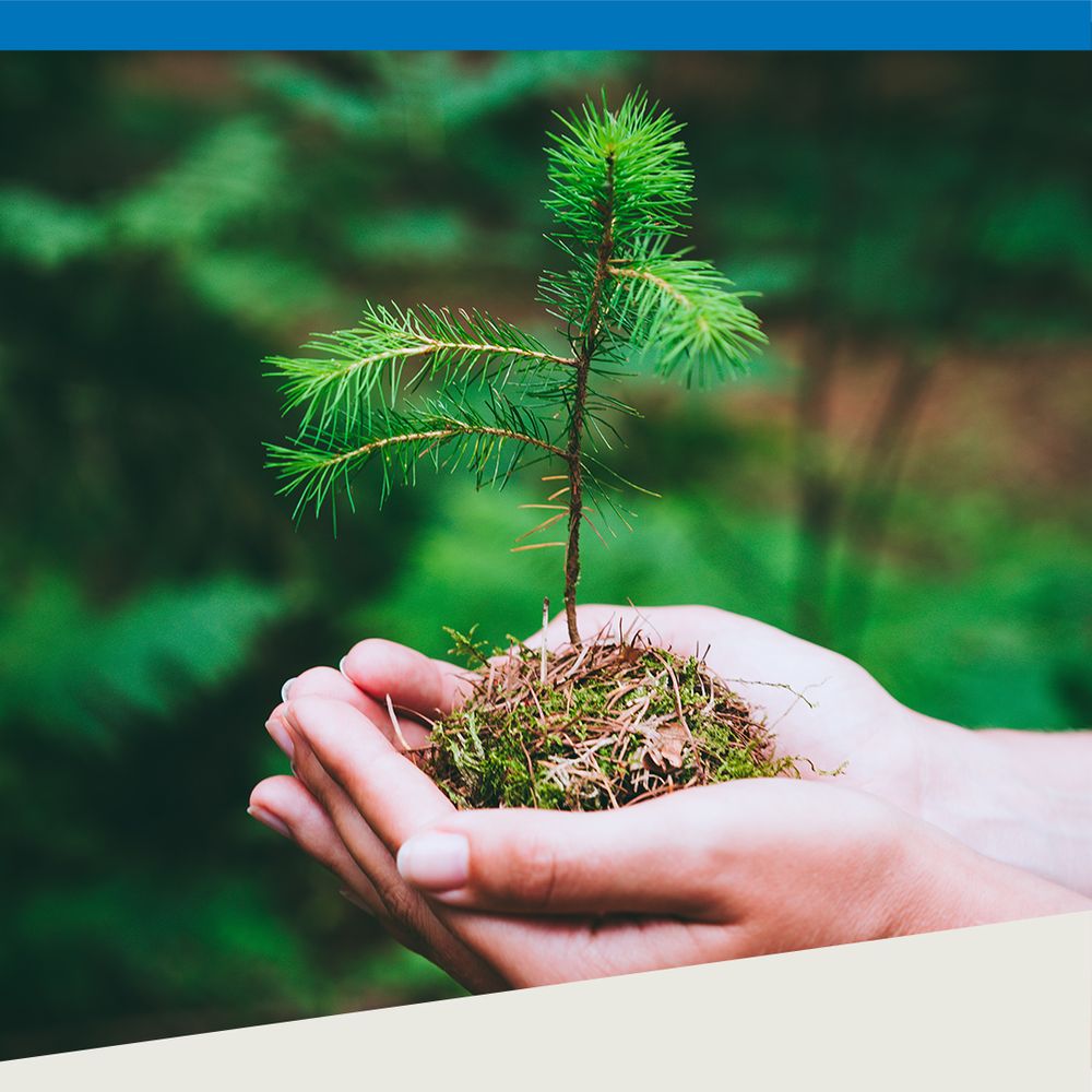 hands with tree sapling