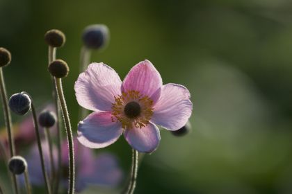 flower-buds_SBZBKJATI7.jpg
