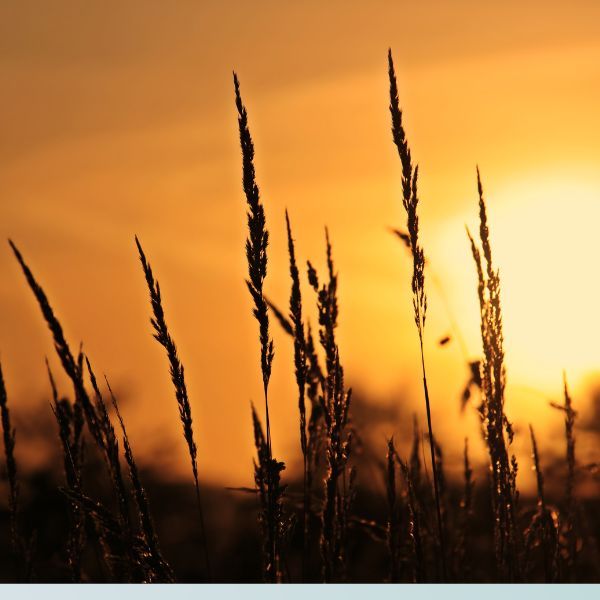 tall grass tall grass