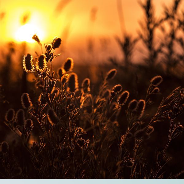 beautiful field beautiful field