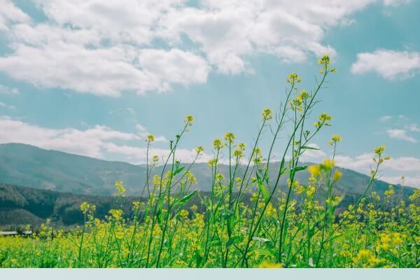 yellow flowers in front of mountain