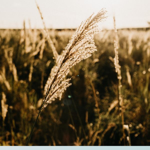 tall grass tall grass