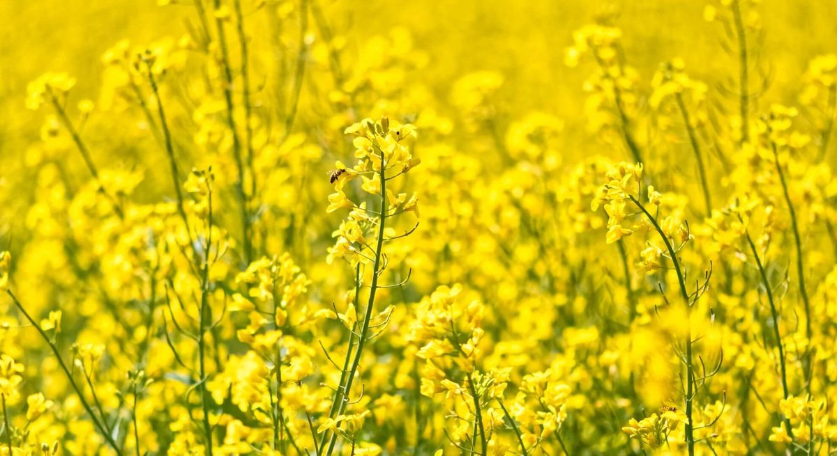 beautiful field of yellow flowers