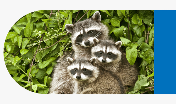 Raccoons - Image 3.png