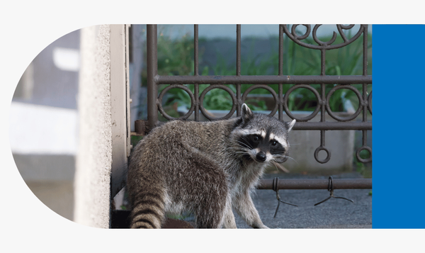 Raccoons - Image 5.png