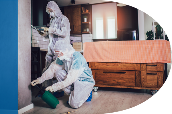 Exterminators exterminating bedbugs