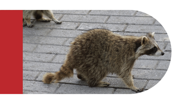 Raccoons - Image 2.png