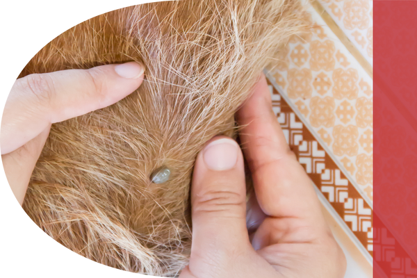 Person removing a flea from a dog's coat