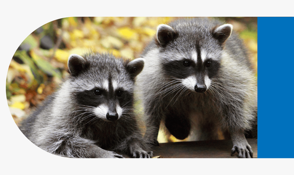 Raccoons - Image 1.png