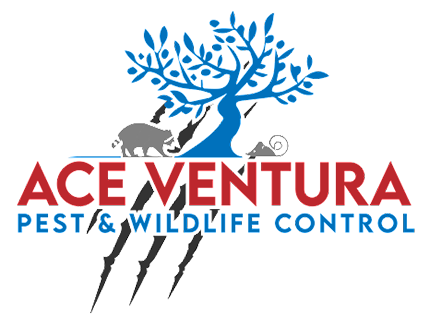 Ace Ventura Pest and Wildlife Control