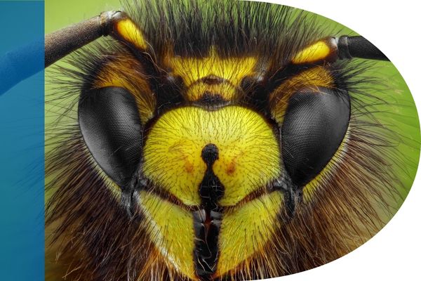 Face of a wasp