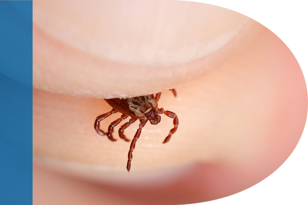 Holding a tick