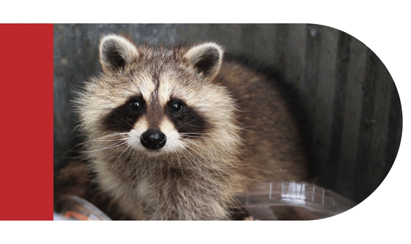 Raccoons - Image 4.png