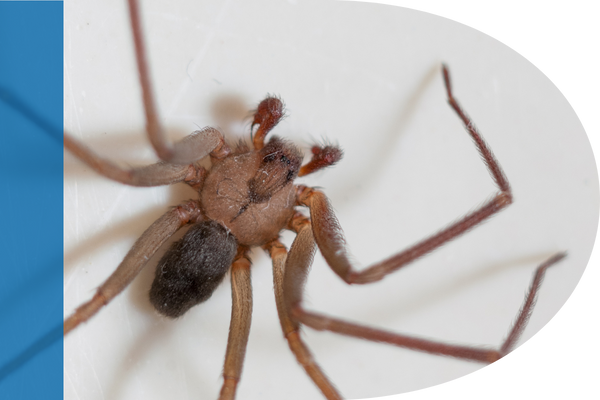 Brown recluse