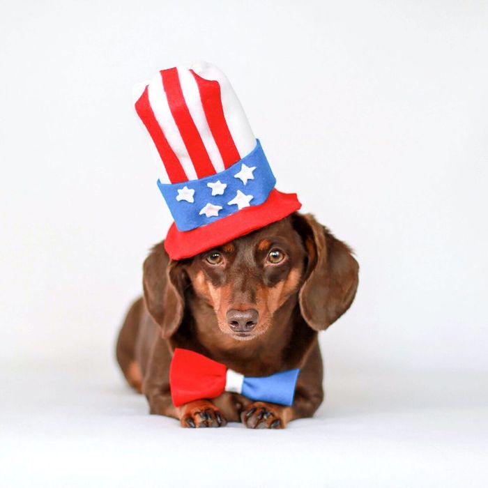 A puppy wearing an Uncle Sam hat