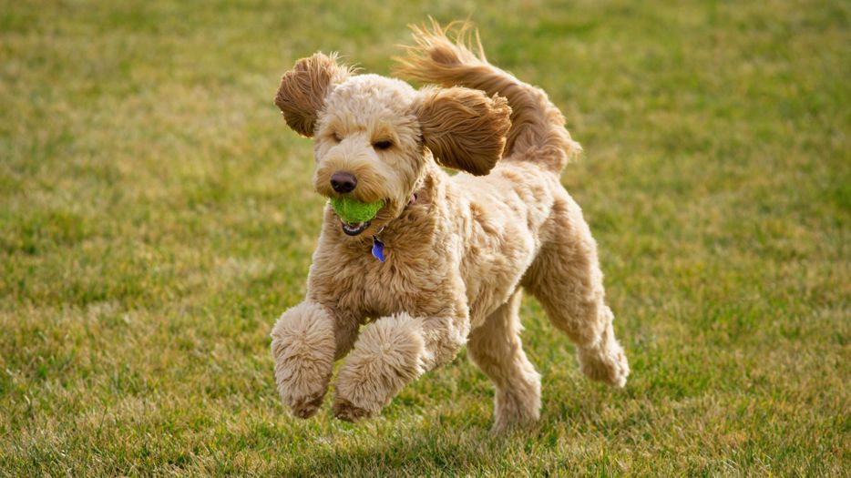 A goldendoodle puppy runs through grass
