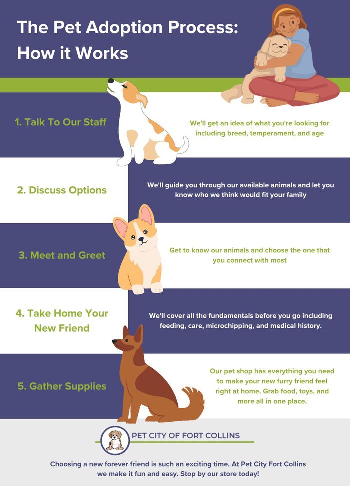The Pet Adoption Process How it Works infographic.jpg