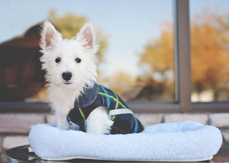 Plastic Pet Carrier - City of Fort Collins