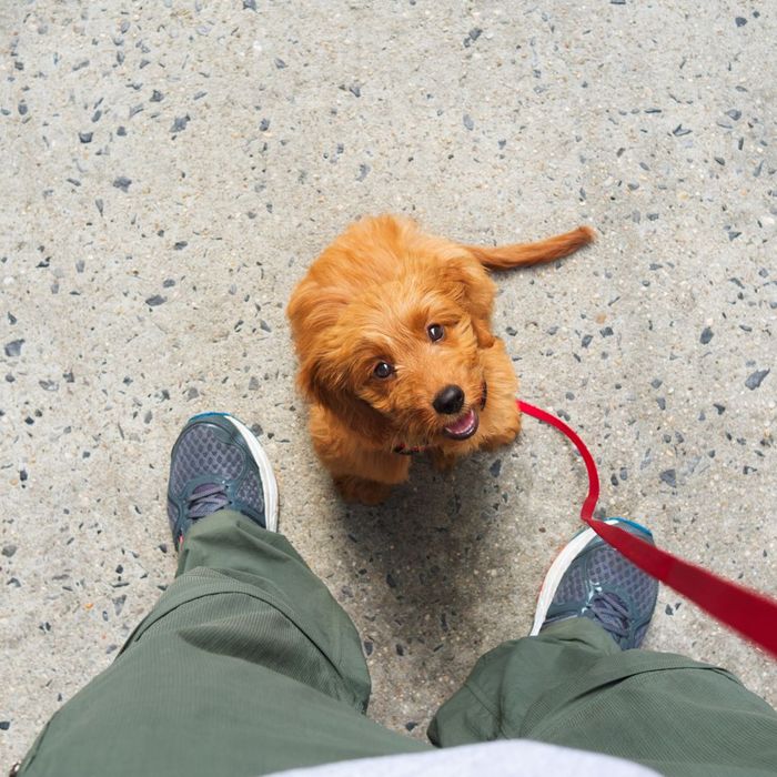 A goldendoodle puppy on a leash
