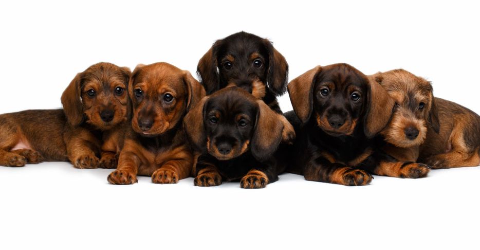 Dachshund Puppies The Ultimate Guide for New Dog Owners Featured Image.jpg
