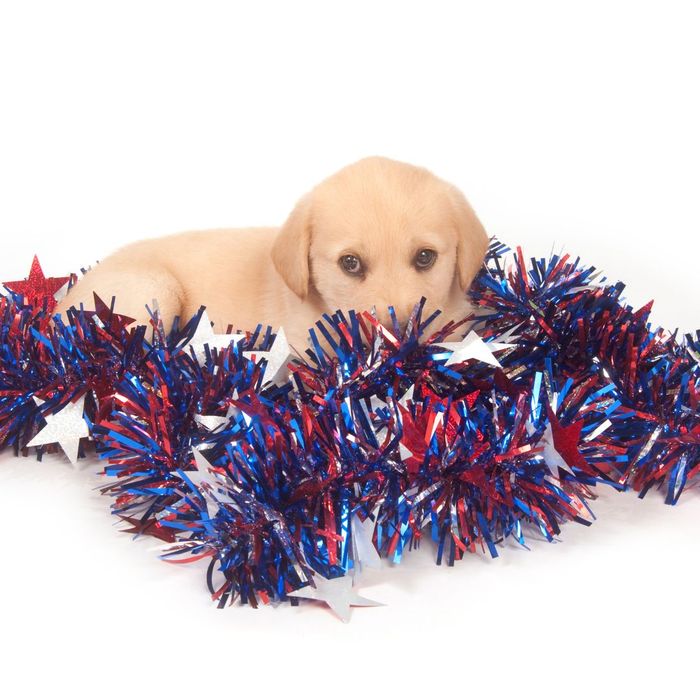 A puppy sits in Fourth of July garland