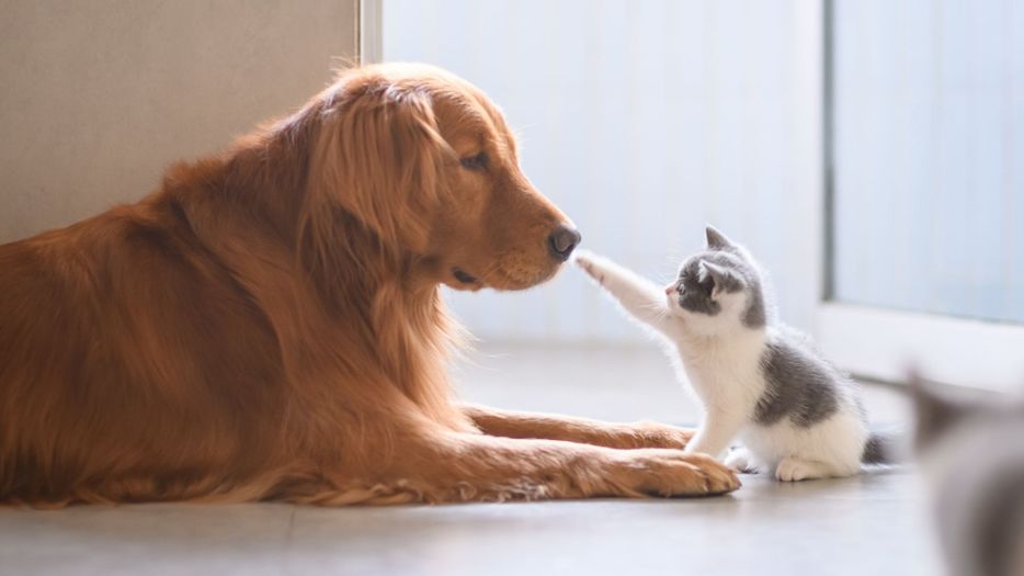 kitten meeting dog