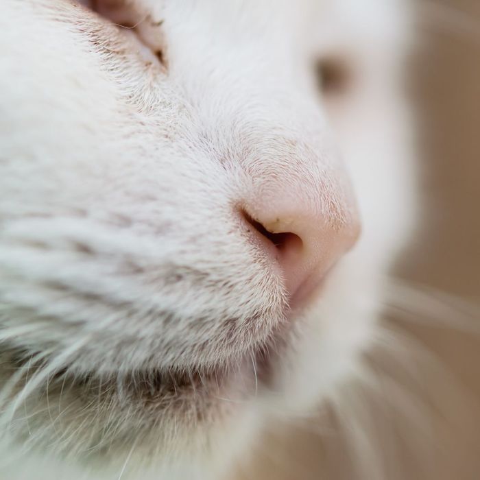 white kitten nose