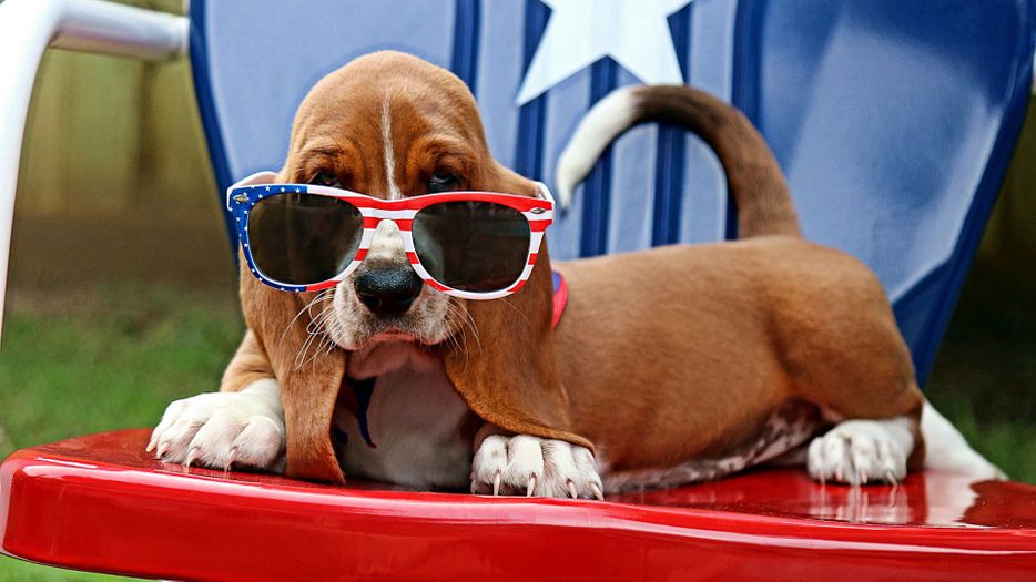 A dog in sunglasses on the fourth of July