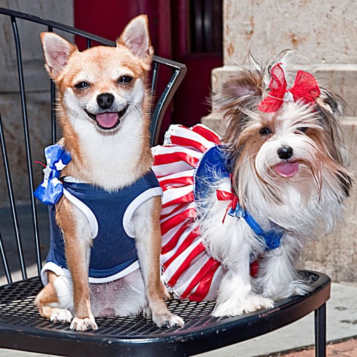 Two dogs wear Fourth of July outfits and sit on a chair