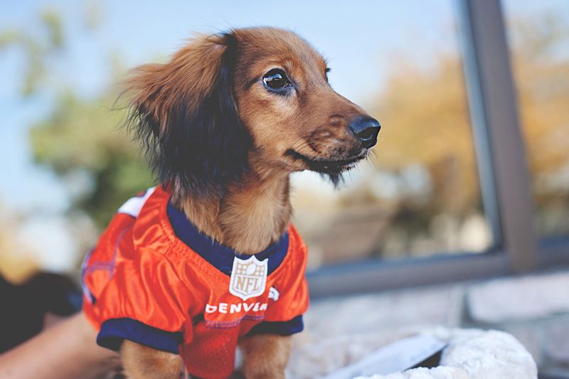 nfl gear for dogs