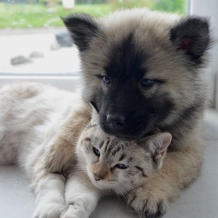 puppy and kitten snuggling