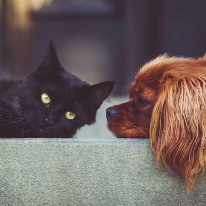 cat and dog face-to-face