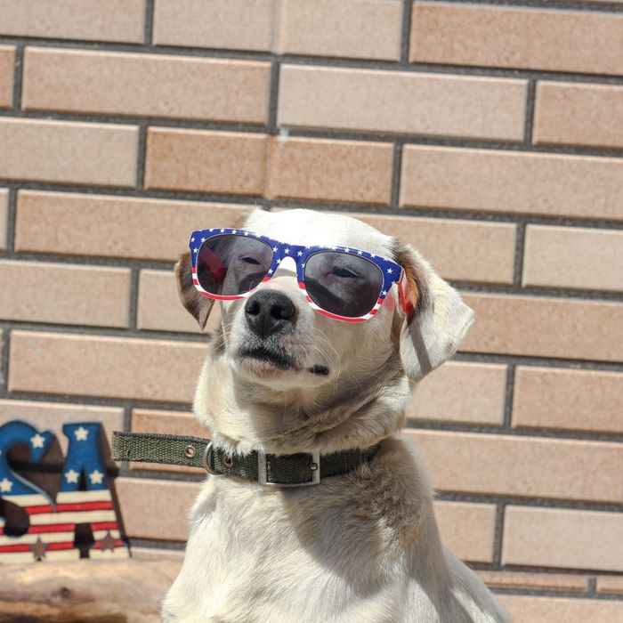 A dog wearing Fourth of July sunglasses