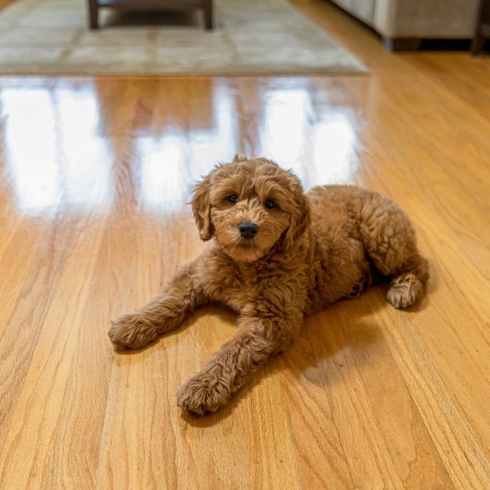 puppy on hardwood floor