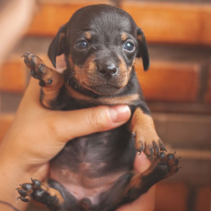newborn dachshund puppy