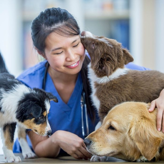 vet with dogs