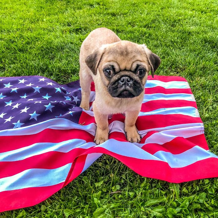 A puppy pug sits on an American flag