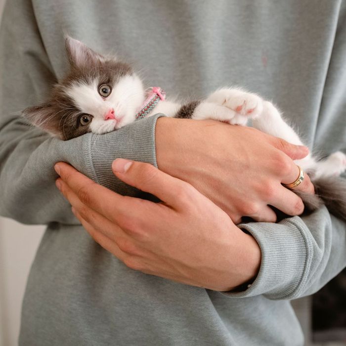 kitten being held by owner