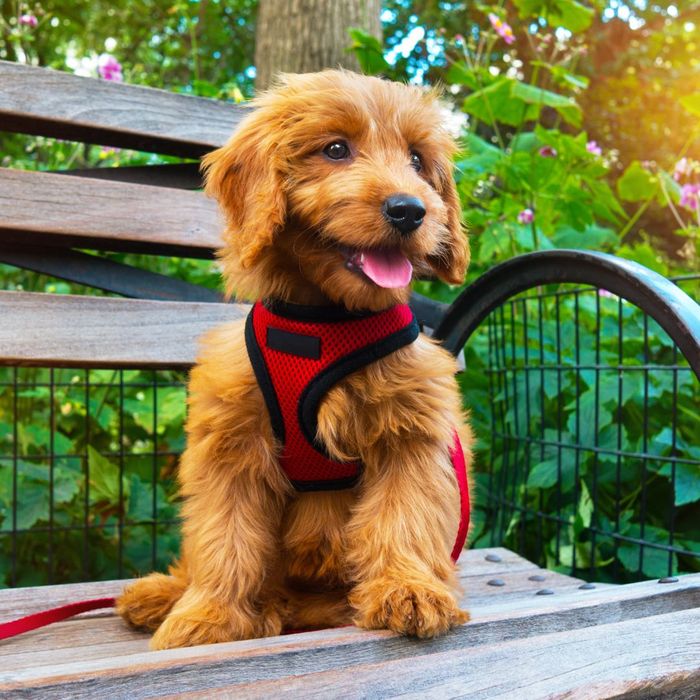 A goldendoodle puppy sits on a bench