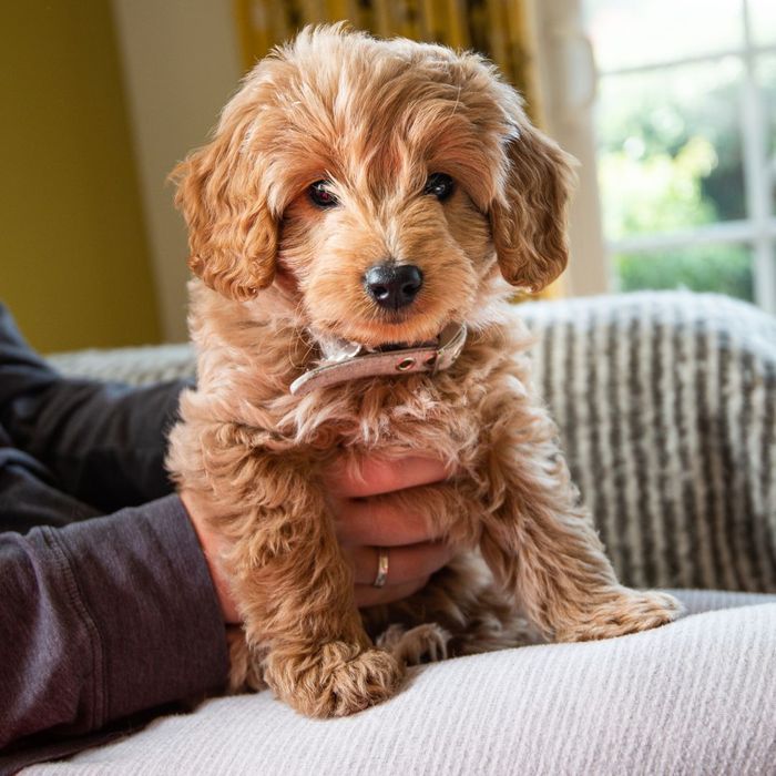 A goldendoodle puppy sits on their owners lap